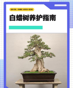 白蜡树地怎么养护