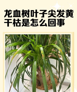 为什么蓉雪树叶子干枯