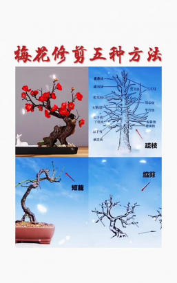 梅花长叶了怎么修剪