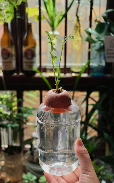 怎么养胡萝卜头