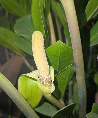 金钱树开花叫什么名字