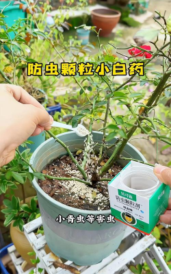 家庭养花用生根粉