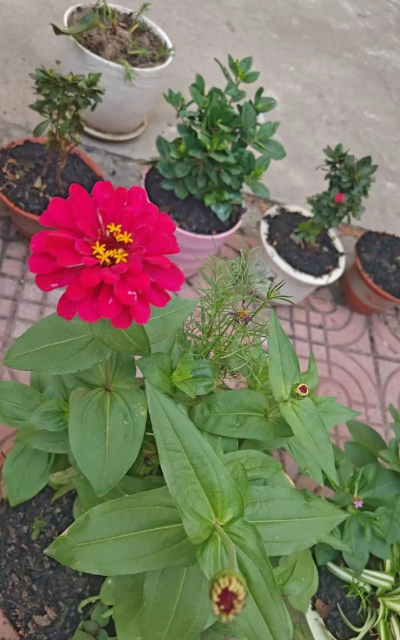 家庭养花用生根粉