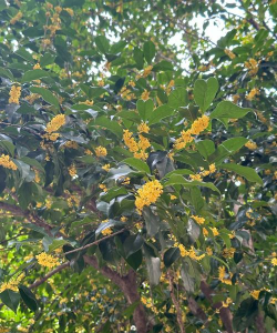 桂花的花朵开在什么地方