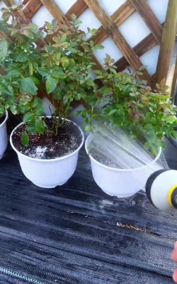 家庭养花用生根粉