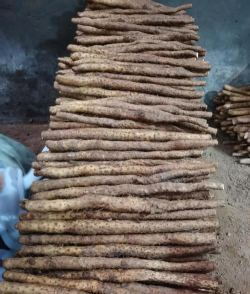 正中淮山药什么土种的好