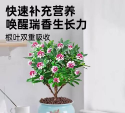 家庭养花用生根粉