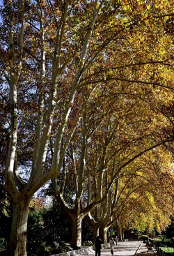 郑州市市树什么地方