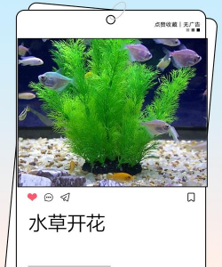 睡草花的别名是什么