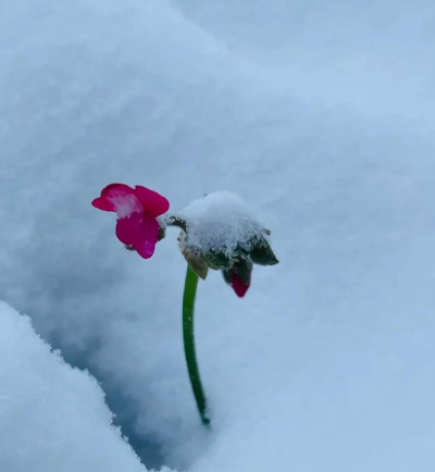 满地雪养花