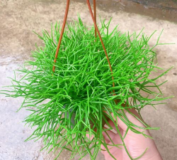 玉珊瑚盆栽怎么养 玉珊瑚盆栽怎么养