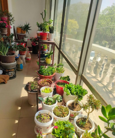 养花愉悦自己 养花愉悦自己