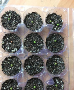 玉露侧芽怎么分株 玉露侧芽怎么分株