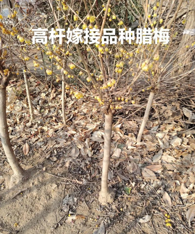 腊梅花高杆是什么意思