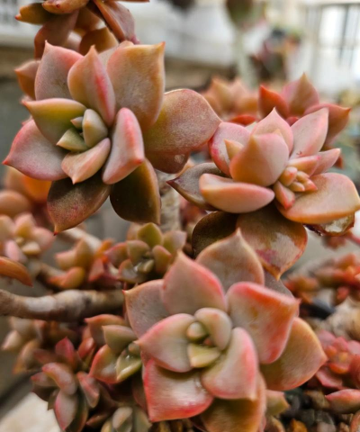 红粉佳人怎么来的