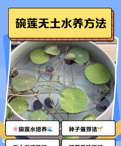 无土水培碗莲花怎么养 无土水培碗莲花怎么养