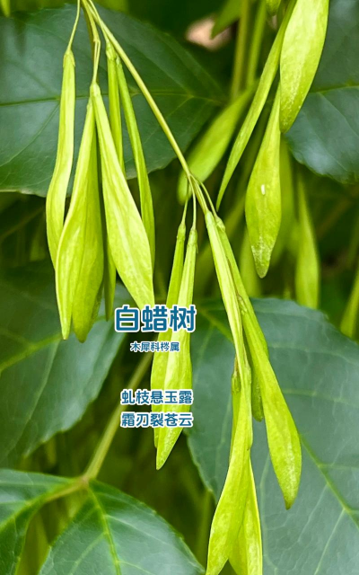 白蜡树什么时候繁殖