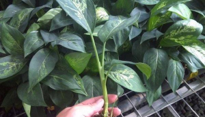 家庭养花用生根粉