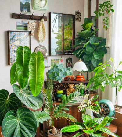 家庭养花用生根粉