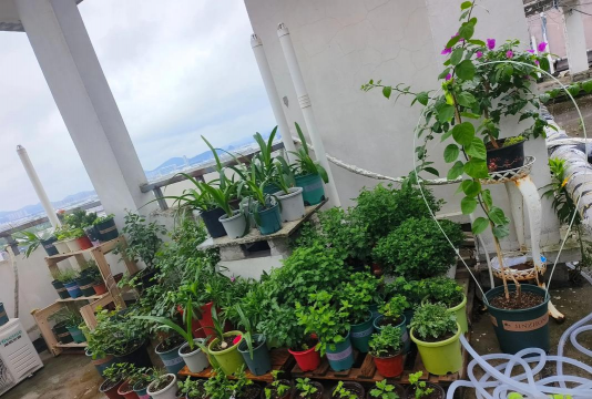 家庭养花用生根粉