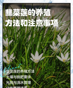 韭菜莲为什么会烂根