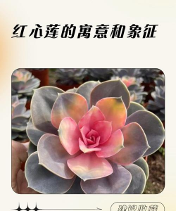 红心莲花语是什么意思