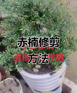 浙江楠木怎么修剪枝条