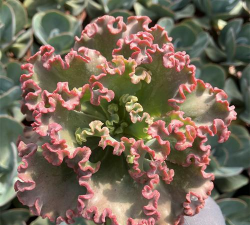 舞会红多肉为什么落叶