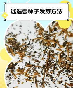 迷迭香如何发芽