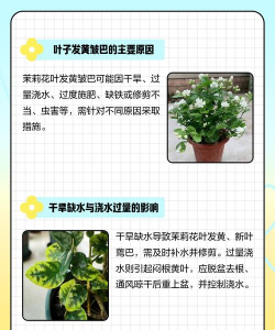 花叶发皱是什么原因