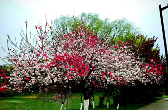 扬州市市树是什么花