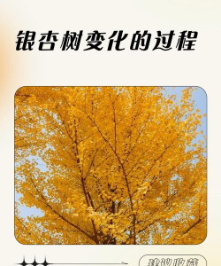 银杏长大为什么会变