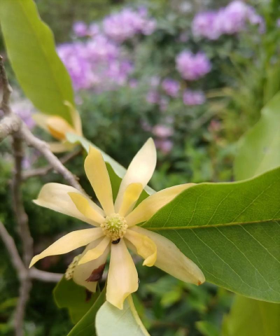 黄桷兰的花像什么