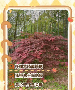 红枫一般怎么繁殖