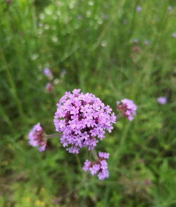 柳叶马鞭草是什么形状