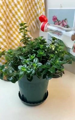 家庭养花用生根粉