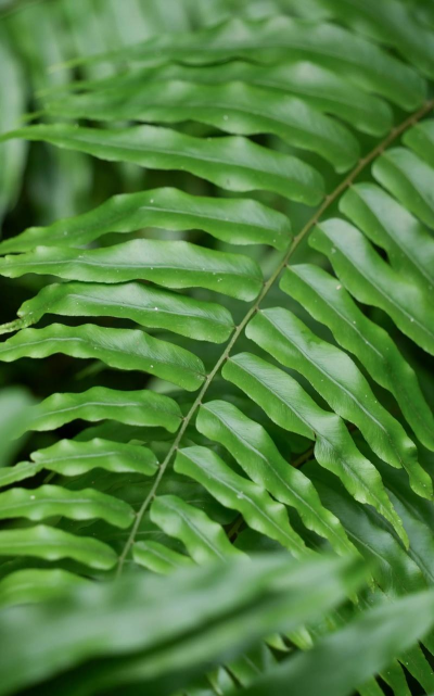 长叶肾蕨怎么读