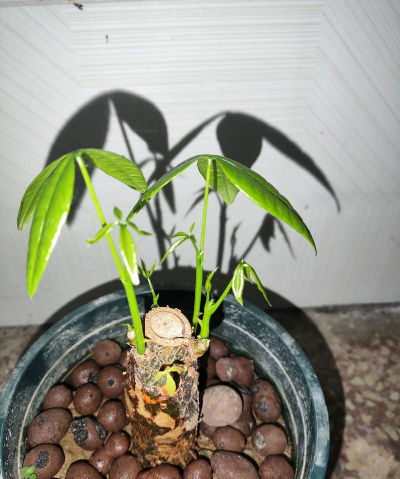 家庭养花用生根粉