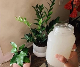 家庭养花用生根粉