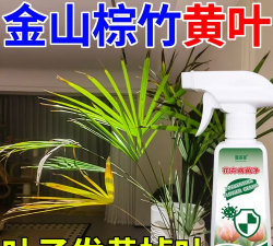 棕竹叶子发黄施什么肥料