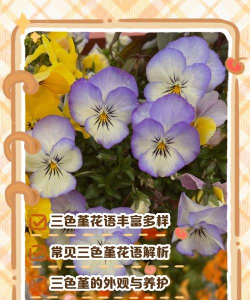 什么堇的花语