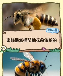 蜜蜂养花技巧