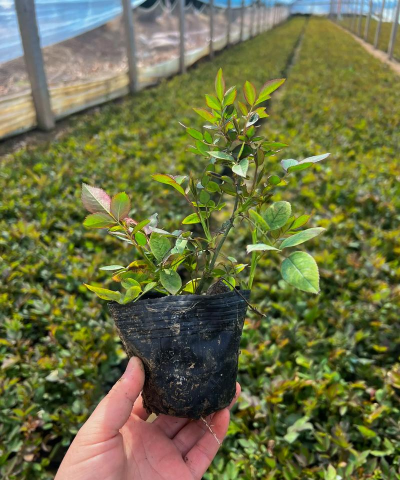 栽丰花月季什么忌讳