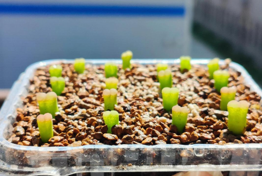 家庭养花用生根粉