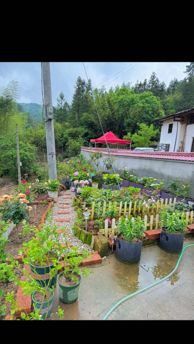 家庭养花用生根粉