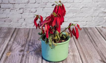 圣诞红为什么会枯萎