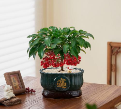 黄金万两应选什么盆栽培