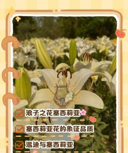 塞尔维亚养花知识