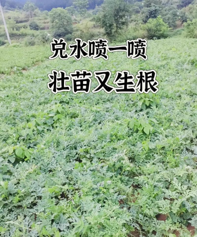 家庭养花用生根粉