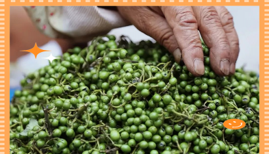 胡椒木的果实怎么食用